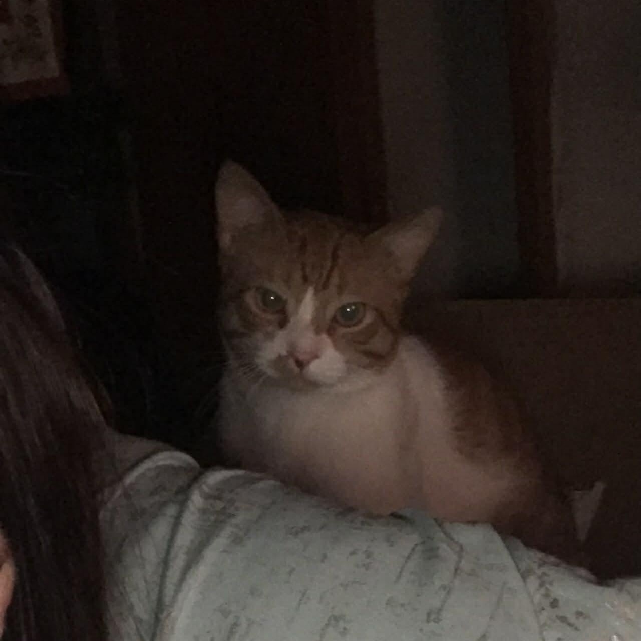 Enlarge Mr Adventure , an adopted Domestic Medium Hair in Westland, MI image 2/2