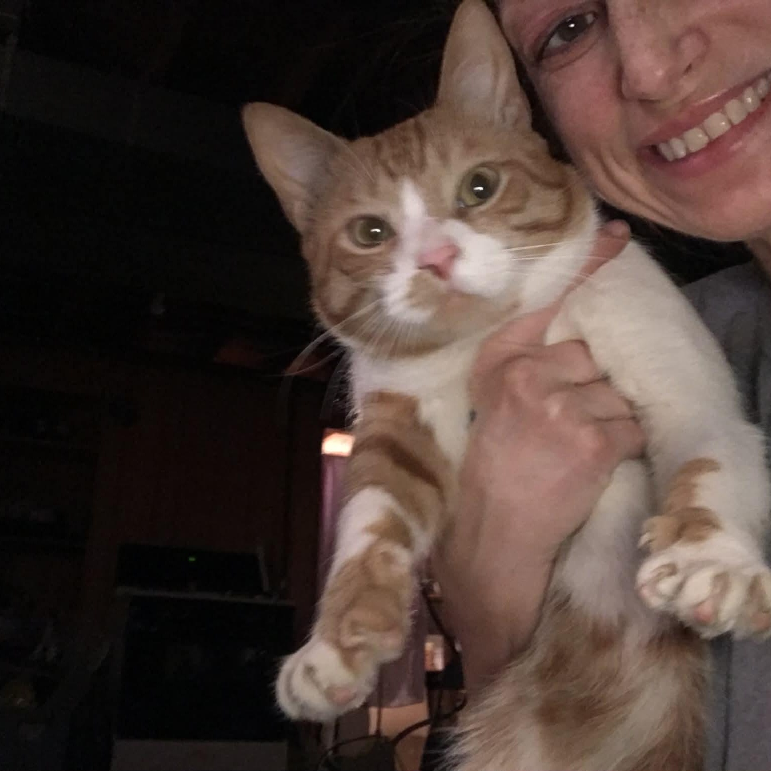 Enlarge Mr Adventure , an adopted Domestic Medium Hair in Westland, MI image 1/2