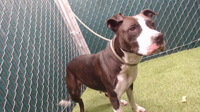 Enlarge BLAIR, a Adoptable Pit Bull Terrier in Downey, CA image 1/1