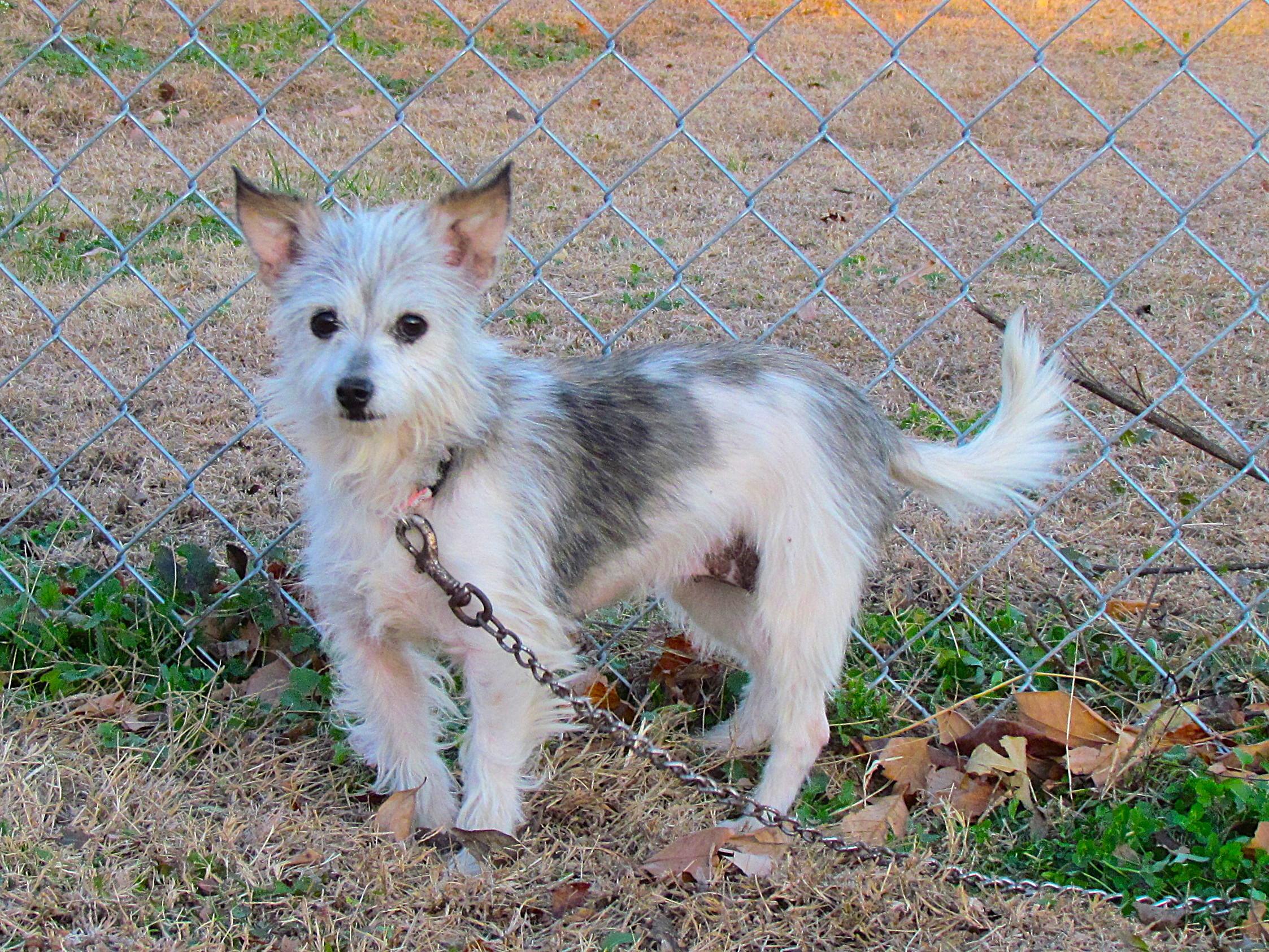 Enlarge LILA, an adopted mixed breed in Humboldt, TN image 1/6