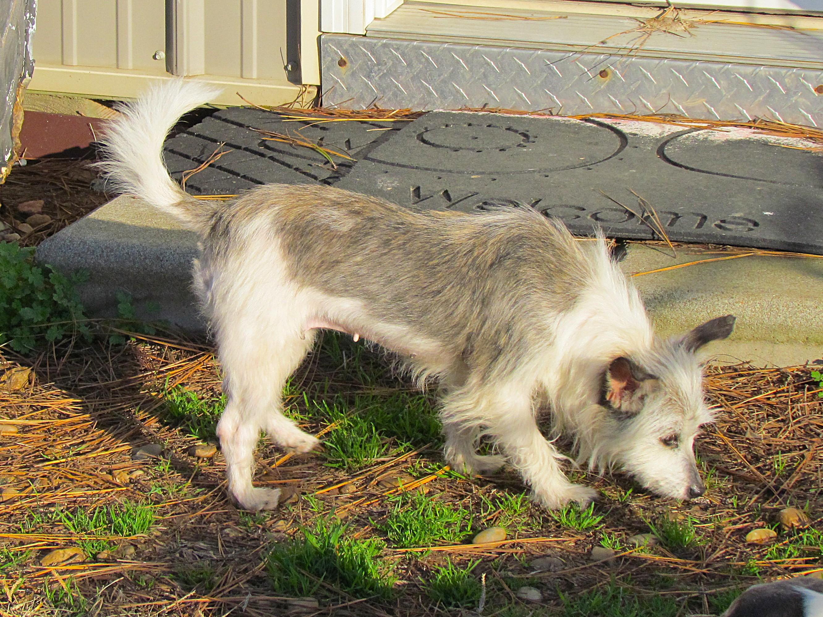 Enlarge LILA, an adopted mixed breed in Humboldt, TN image 6/6