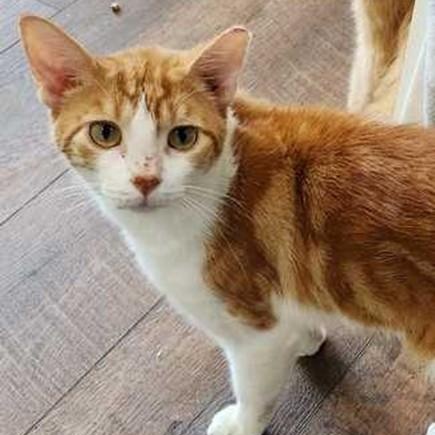 Duke, Adoptable, Adult Male Tabby.