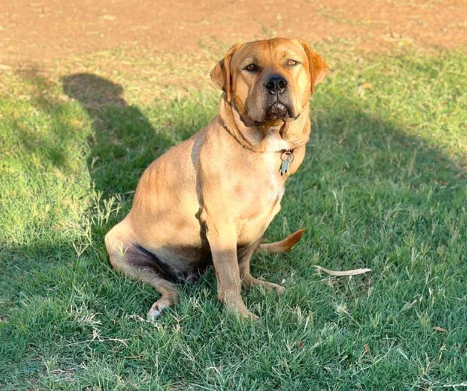 Enlarge Fat Boy (Clyde), a Adoptable mixed breed in Tempe, AZ image 1/6
