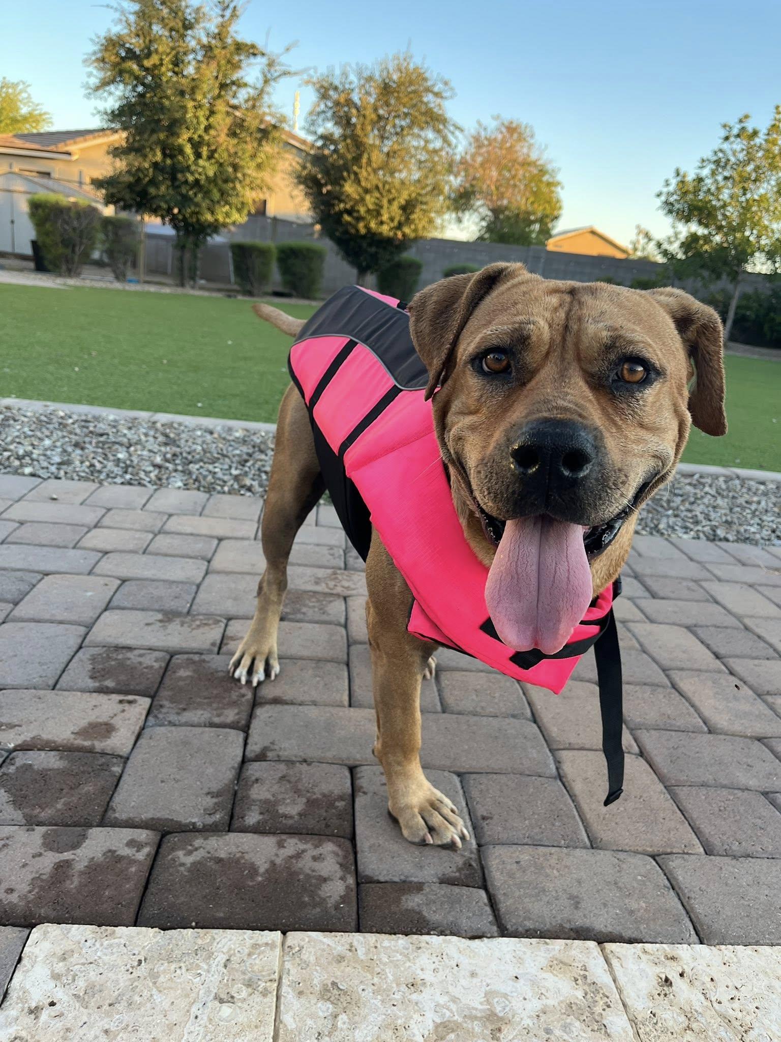Enlarge Fat Boy (Clyde), a Adoptable mixed breed in Tempe, AZ image 3/6