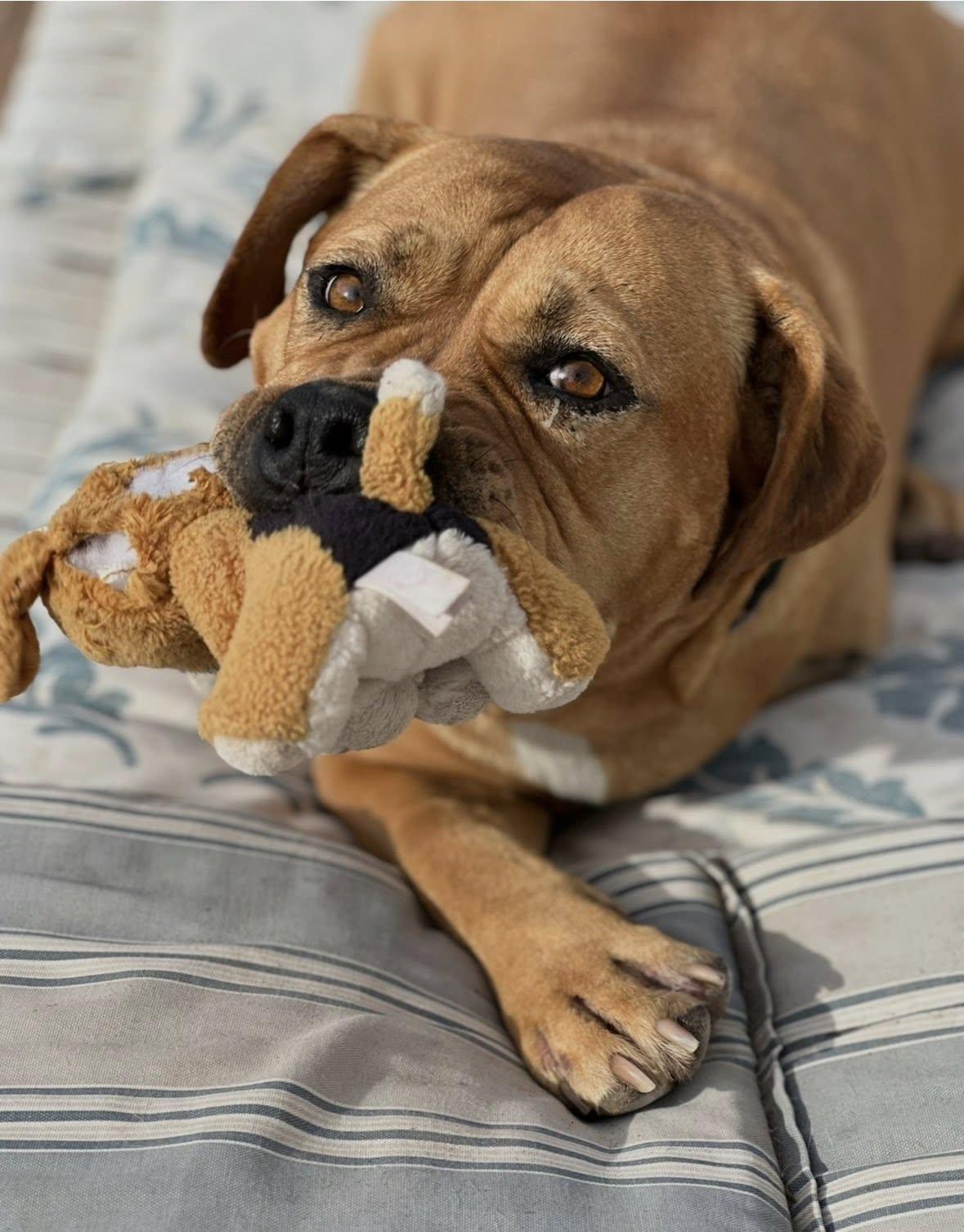 Enlarge Fat Boy (Clyde), a Adoptable mixed breed in Tempe, AZ image 2/6