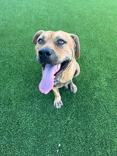 Enlarge Fat Boy (Clyde), a Adoptable mixed breed in Tempe, AZ image 4/6
