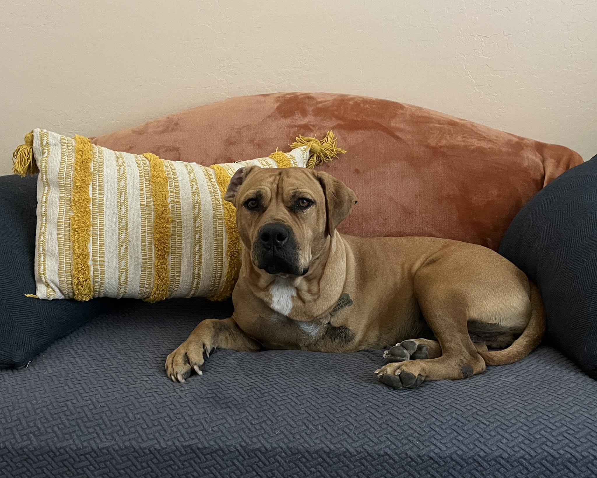 Enlarge Fat Boy (Clyde), a Adoptable mixed breed in Tempe, AZ image 5/6