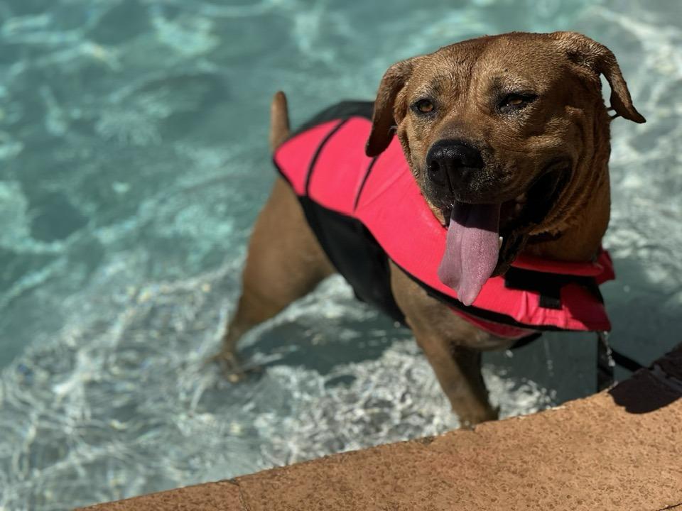 Enlarge Fat Boy (Clyde), a Adoptable mixed breed in Tempe, AZ image 3/6