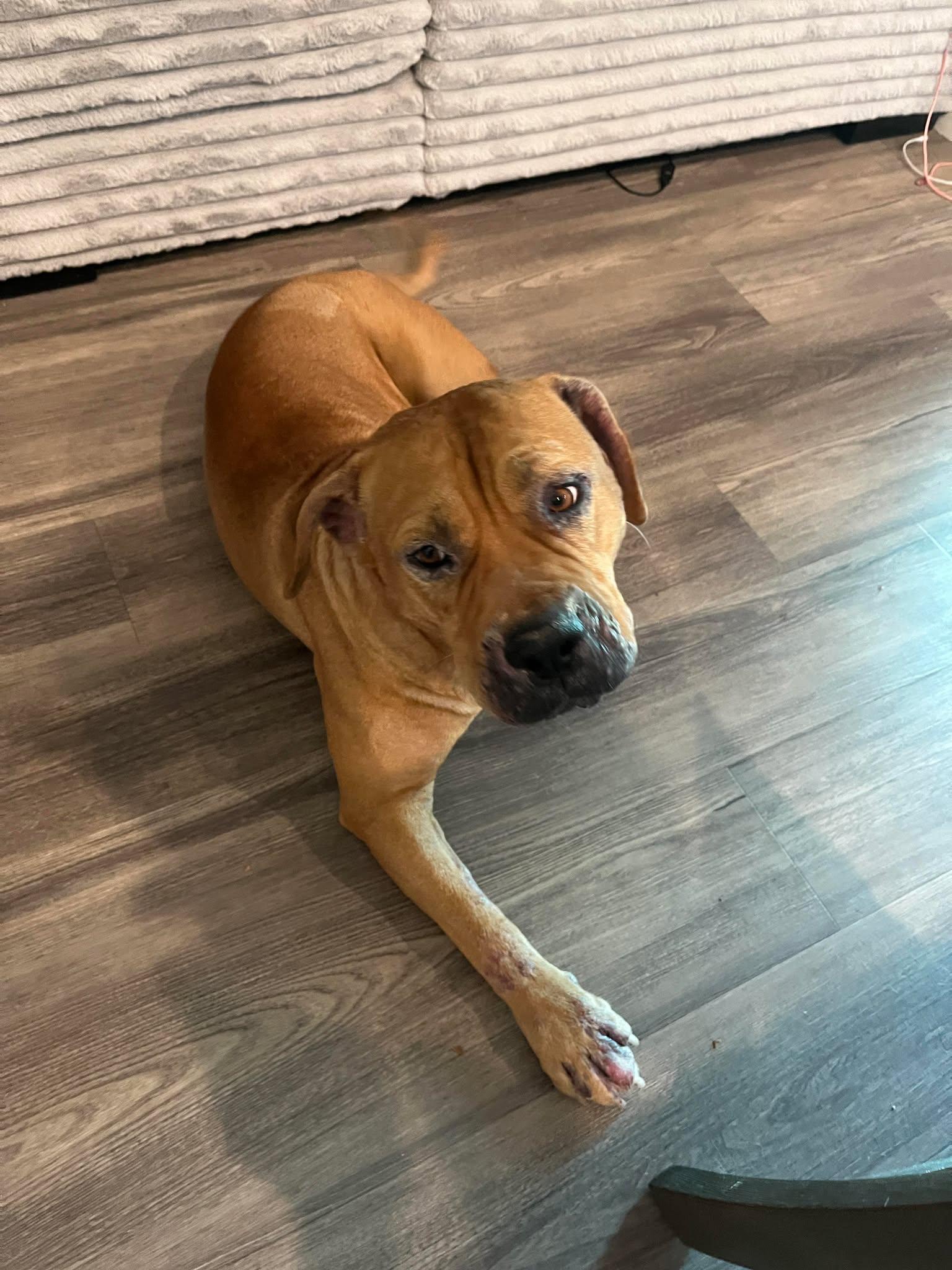 Enlarge Fat Boy (Clyde), a Adoptable mixed breed in Tempe, AZ image 3/6