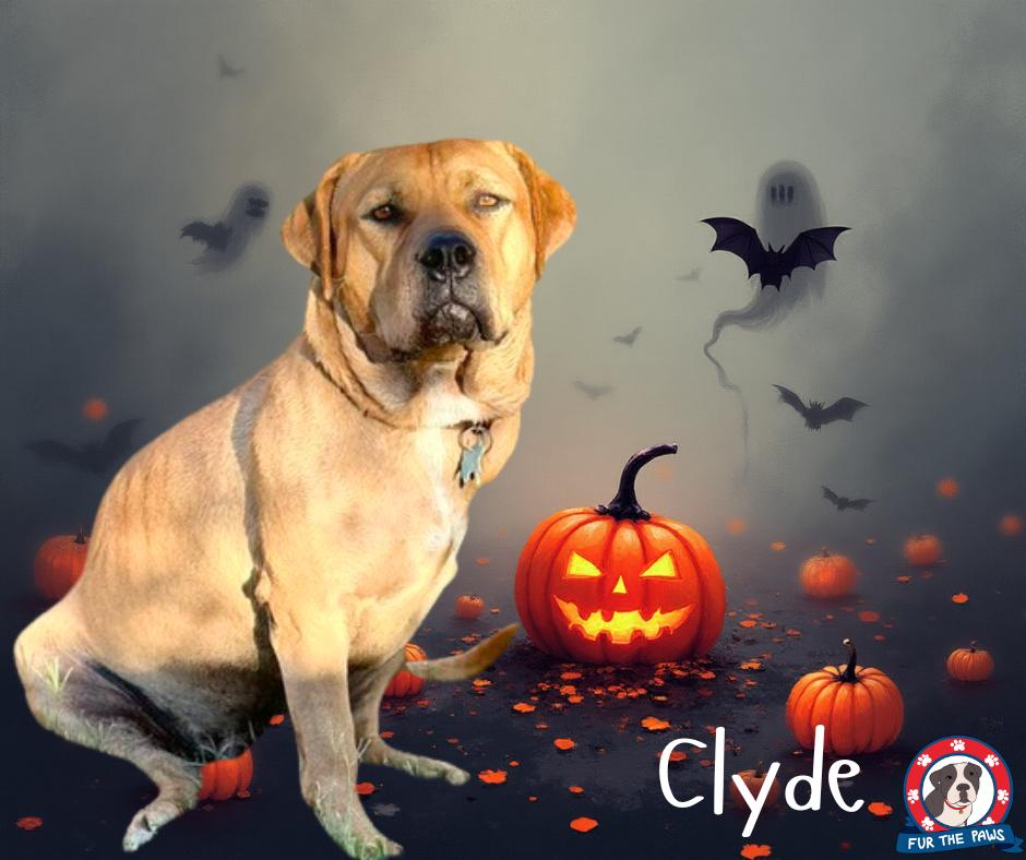 Enlarge Fat Boy (Clyde), a Adoptable mixed breed in Tempe, AZ image 6/6