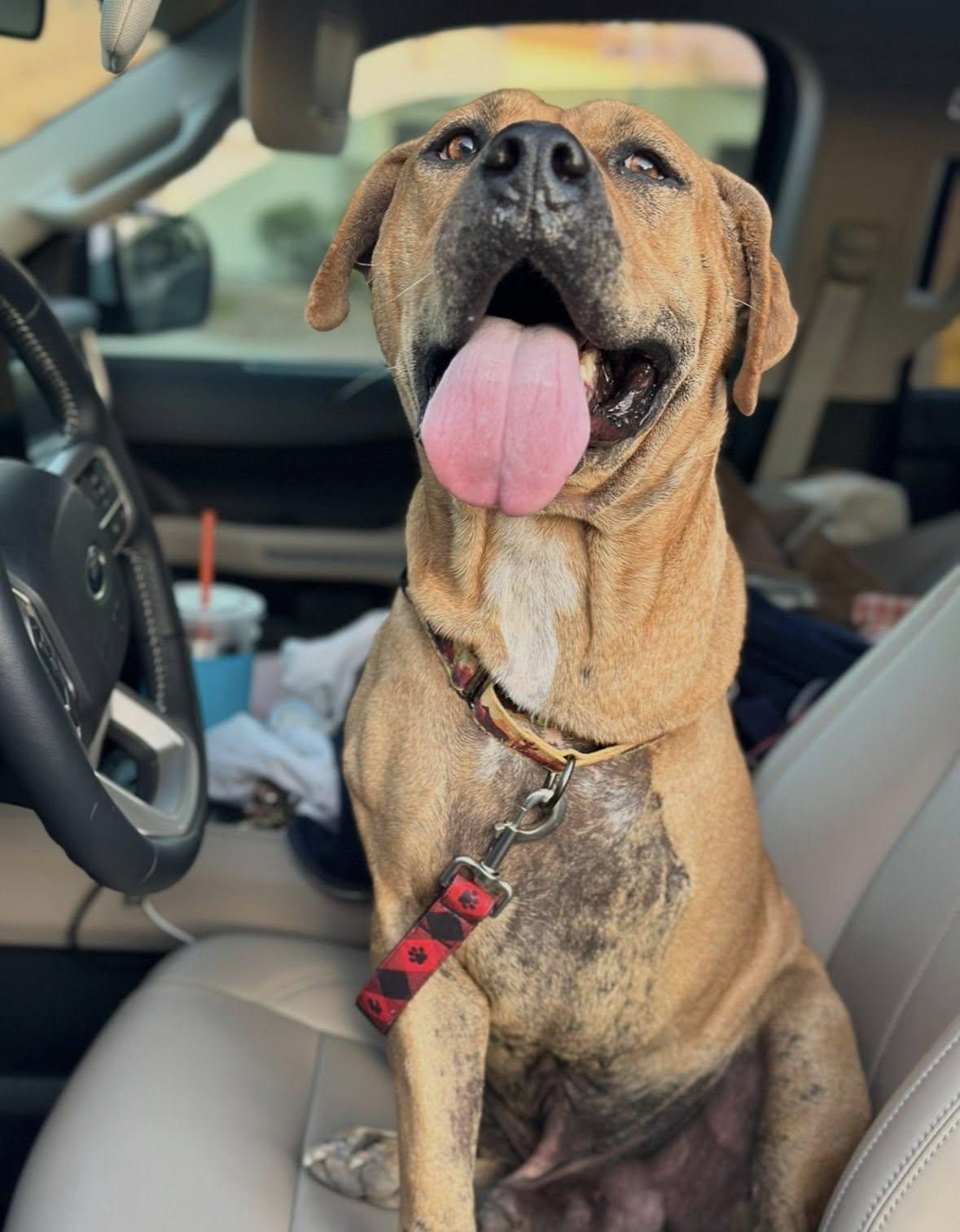 Enlarge Fat Boy (Clyde), a Adoptable mixed breed in Tempe, AZ image 4/6