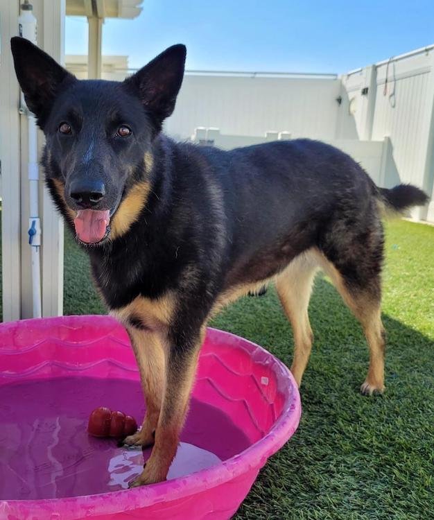 Clover, Adoptable, Young Female German Shepherd Dog.