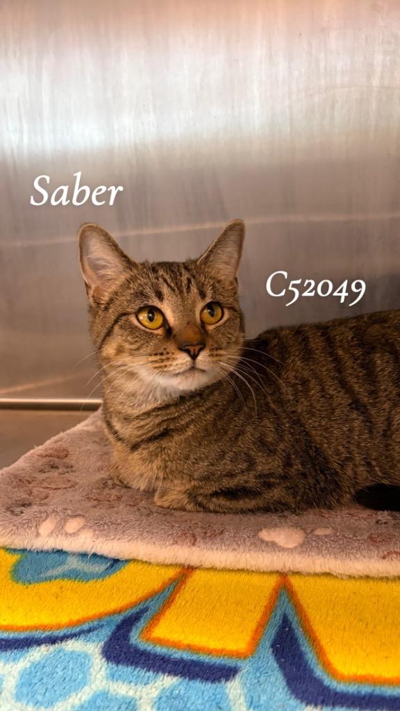 Saber, Adoptable, Young Female Domestic Short Hair.
