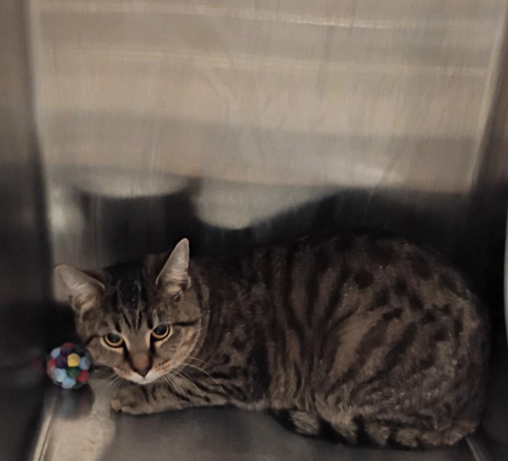 Enlarge Saber, a Adoptable mixed breed in Clarksville, TN image 2/2