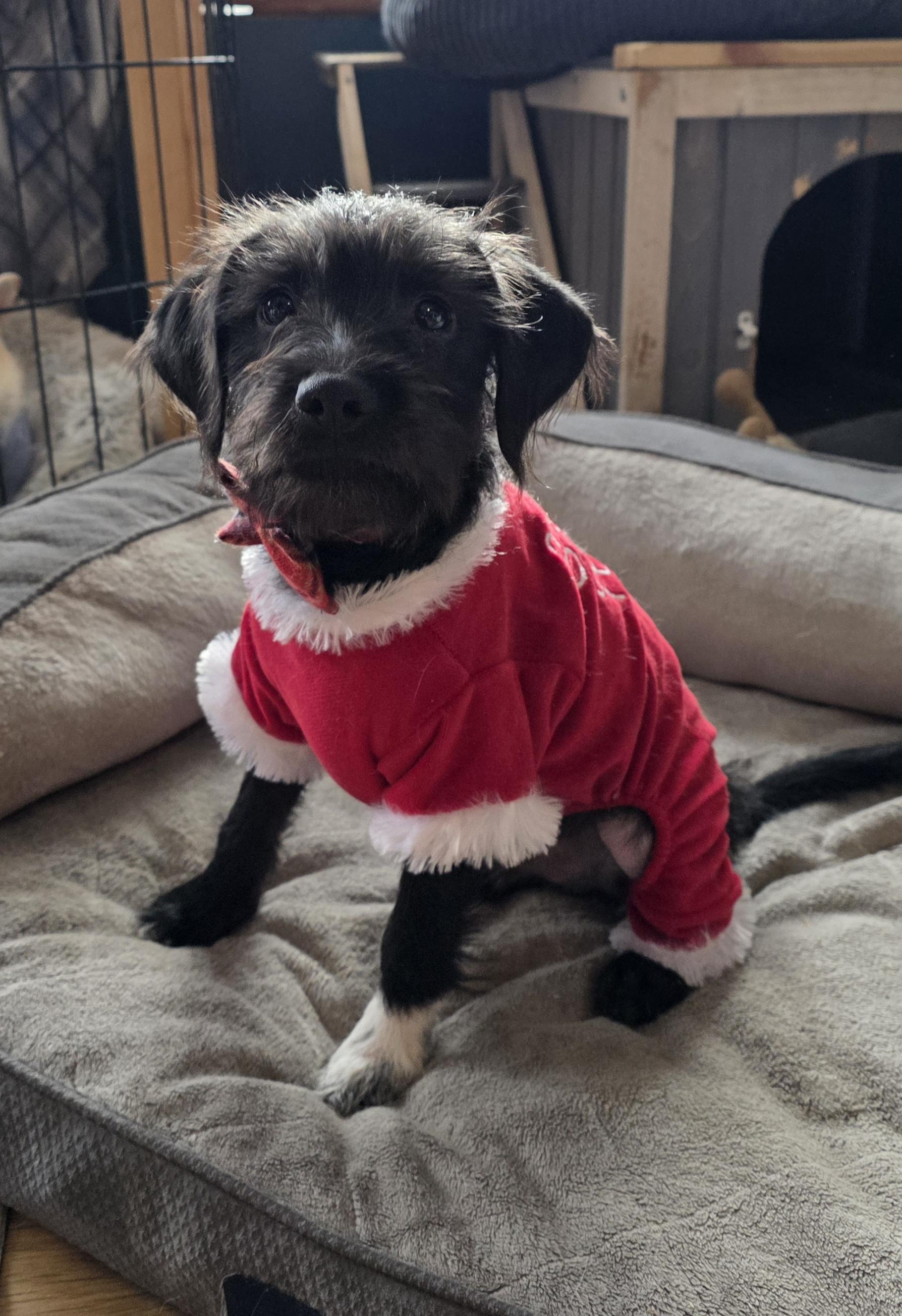 Enlarge Drew. ADOPTED, a ADOPTABLE mixed breed in Union Grove, WI image 1/4