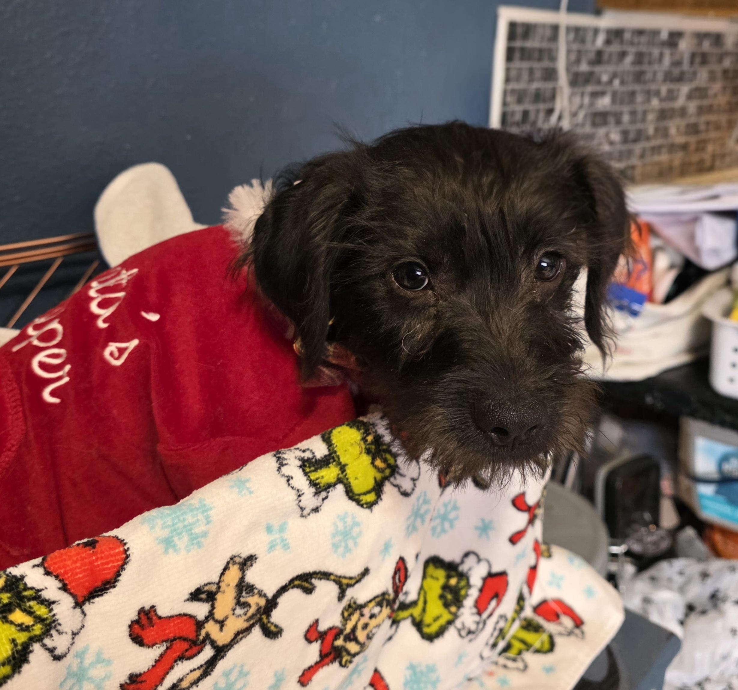 Enlarge Drew. ADOPTED, a ADOPTABLE mixed breed in Union Grove, WI image 4/4