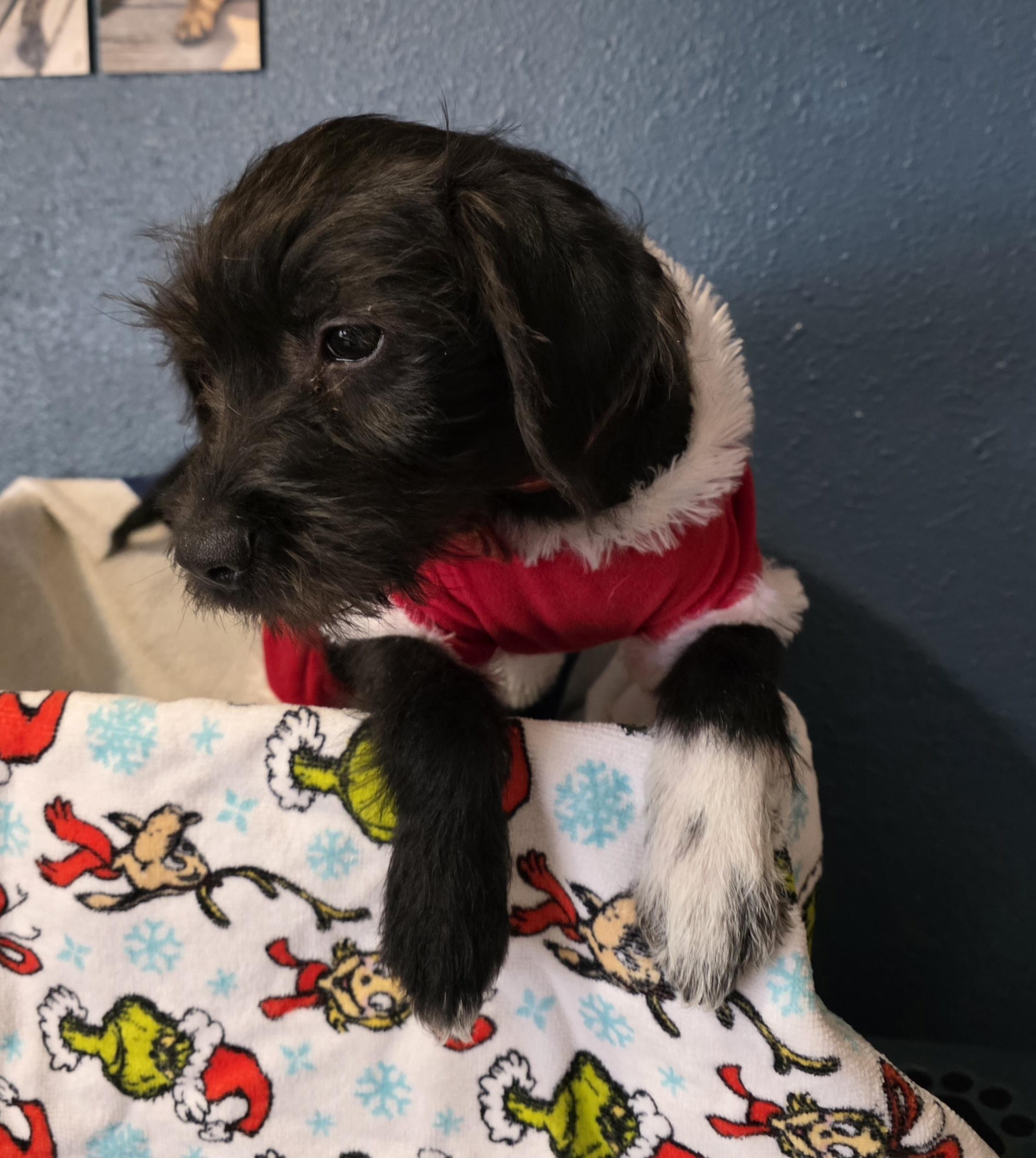 Enlarge Drew. ADOPTED, a ADOPTABLE mixed breed in Union Grove, WI image 2/4