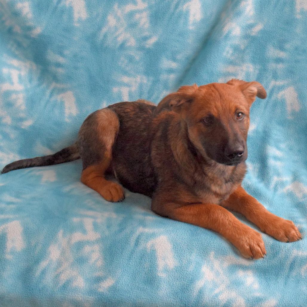 Ray, Adoptable, Young Male German Shepherd Dog.