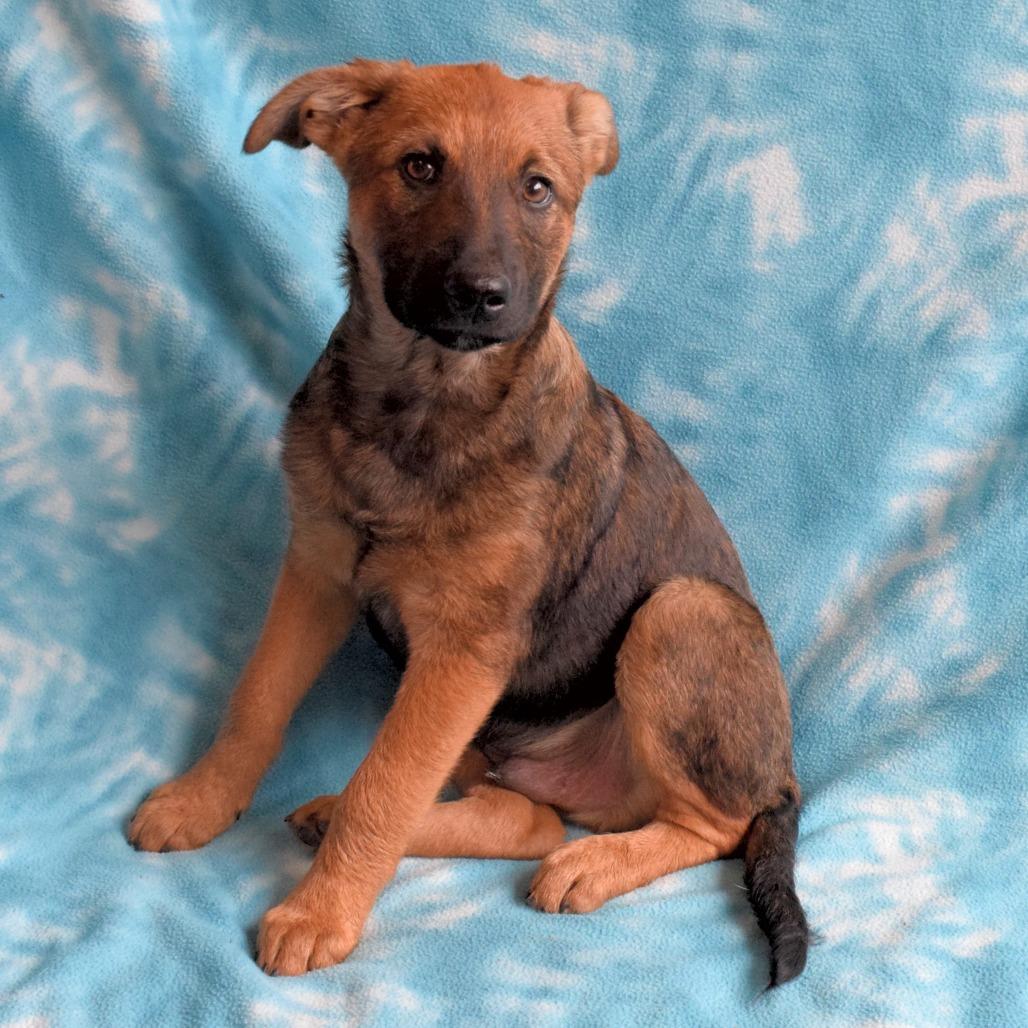 Ray, a Adoptable mixed breed in Eureka, CA image 2/3