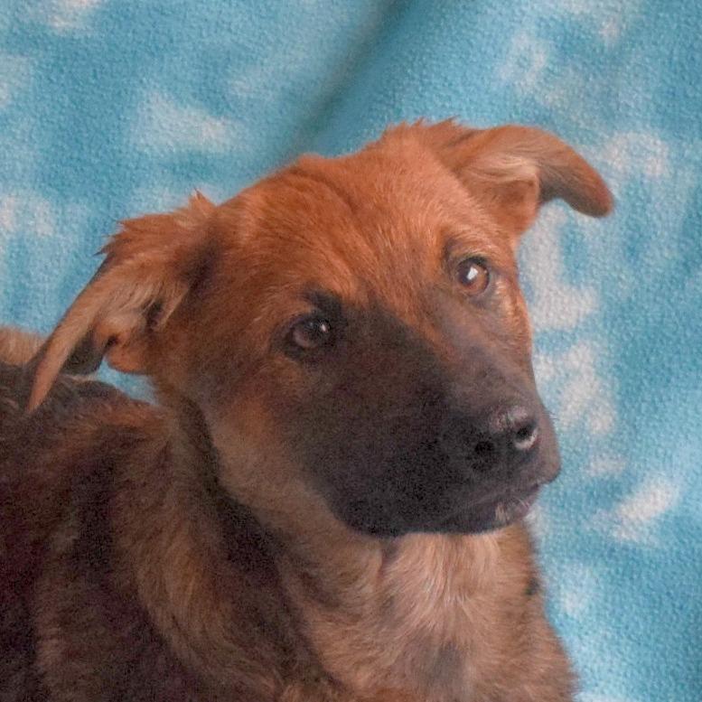 Ray, a Adoptable mixed breed in Eureka, CA image 3/3