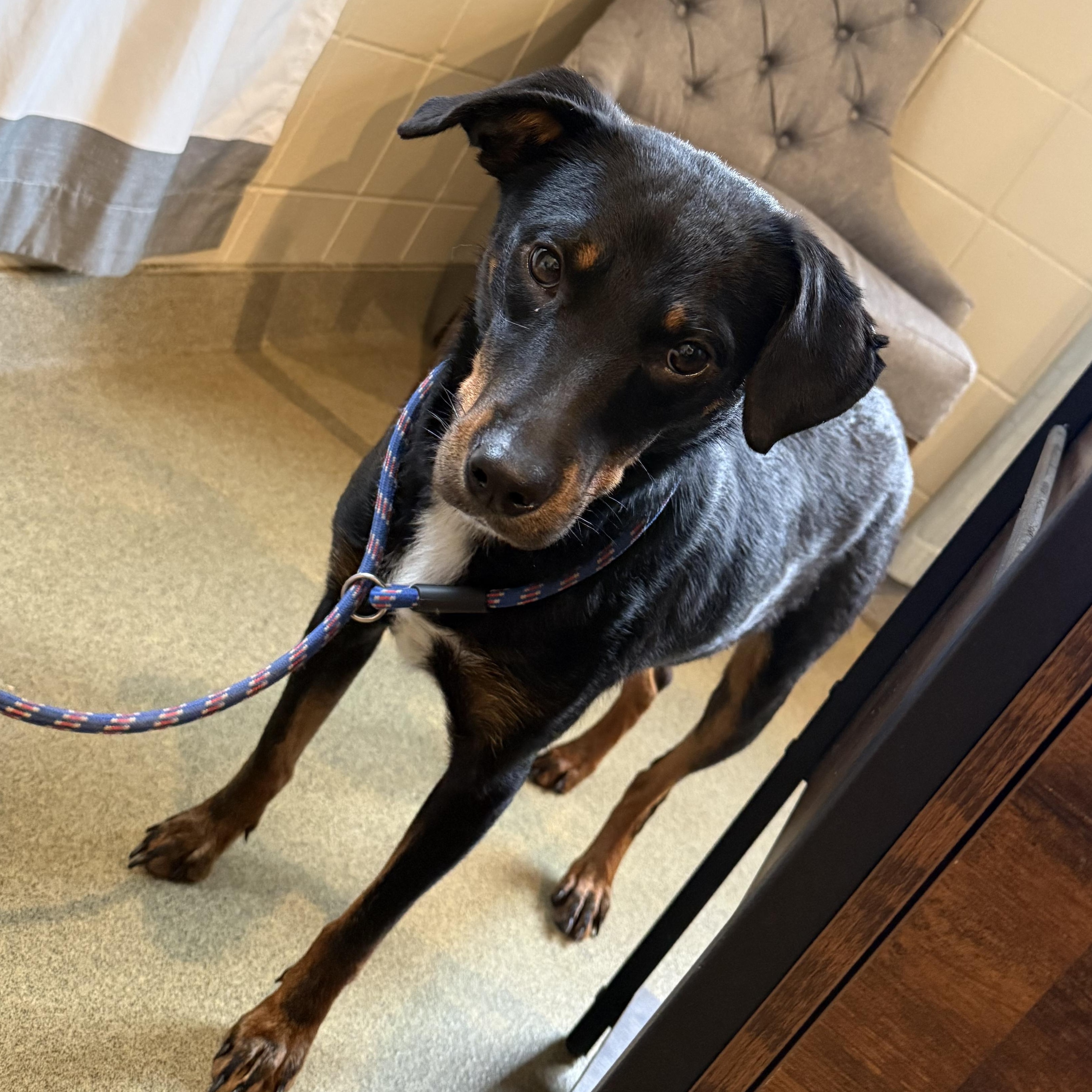 Cayenne, ADOPTABLE, Adult Female Shepherd.
