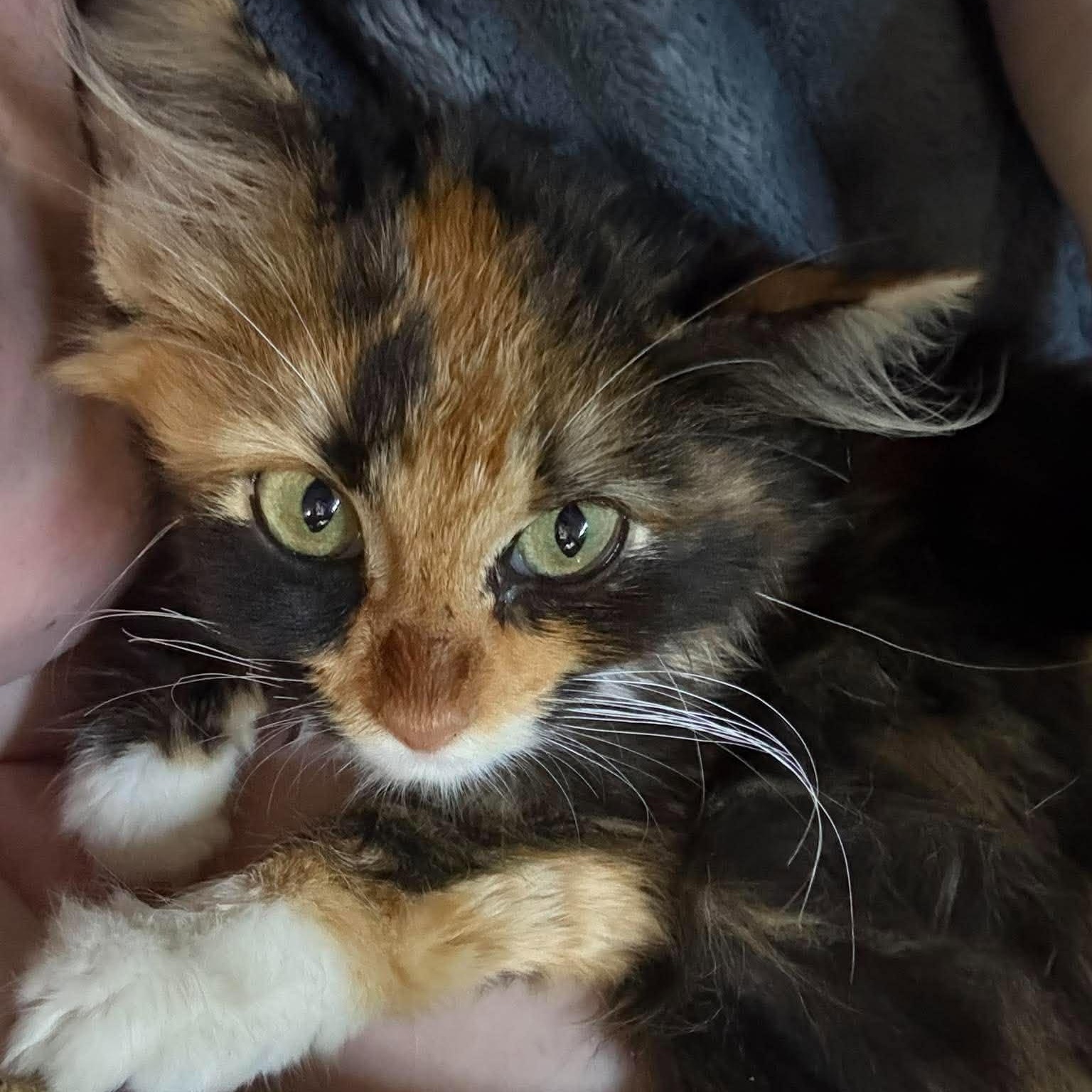 Enlarge Harlow, a Adoptable Domestic Long Hair in Mount Sterling, IL image 1/2