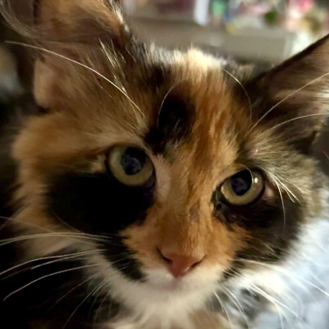 Enlarge Harlow, a Adoptable Domestic Long Hair in Mount Sterling, IL image 2/2