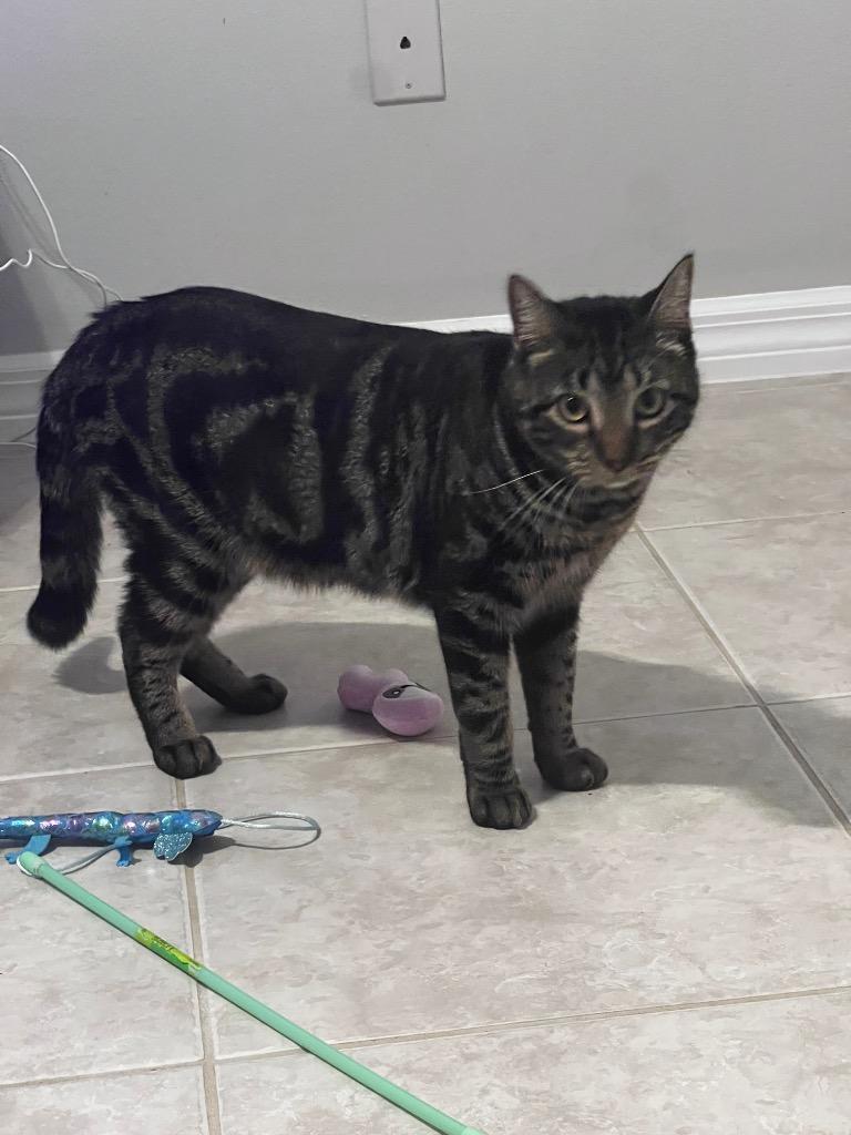 Bobo, a Adoptable mixed breed in New York, NY image 1/6