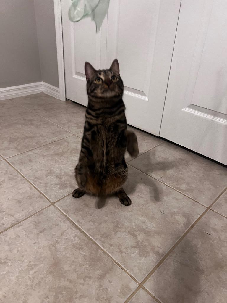 Bobo, a Adoptable mixed breed in New York, NY image 2/6