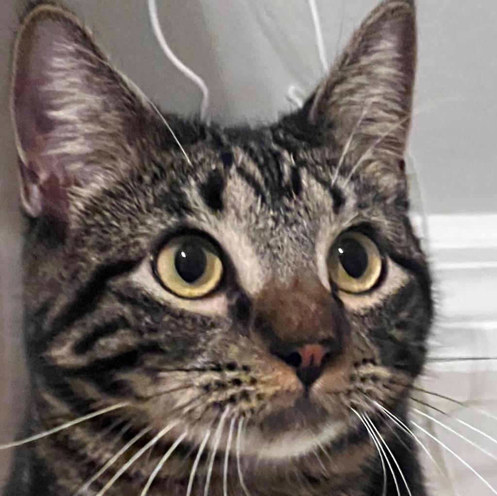 Bobo, a Adoptable mixed breed in New York, NY image 3/6