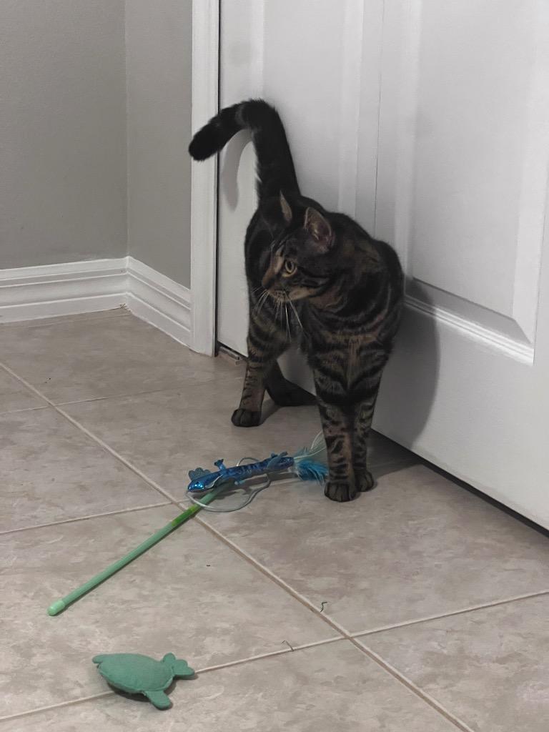 Bobo, a Adoptable mixed breed in New York, NY image 4/6