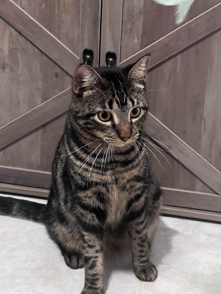 Bobo, a Adoptable mixed breed in New York, NY image 5/6