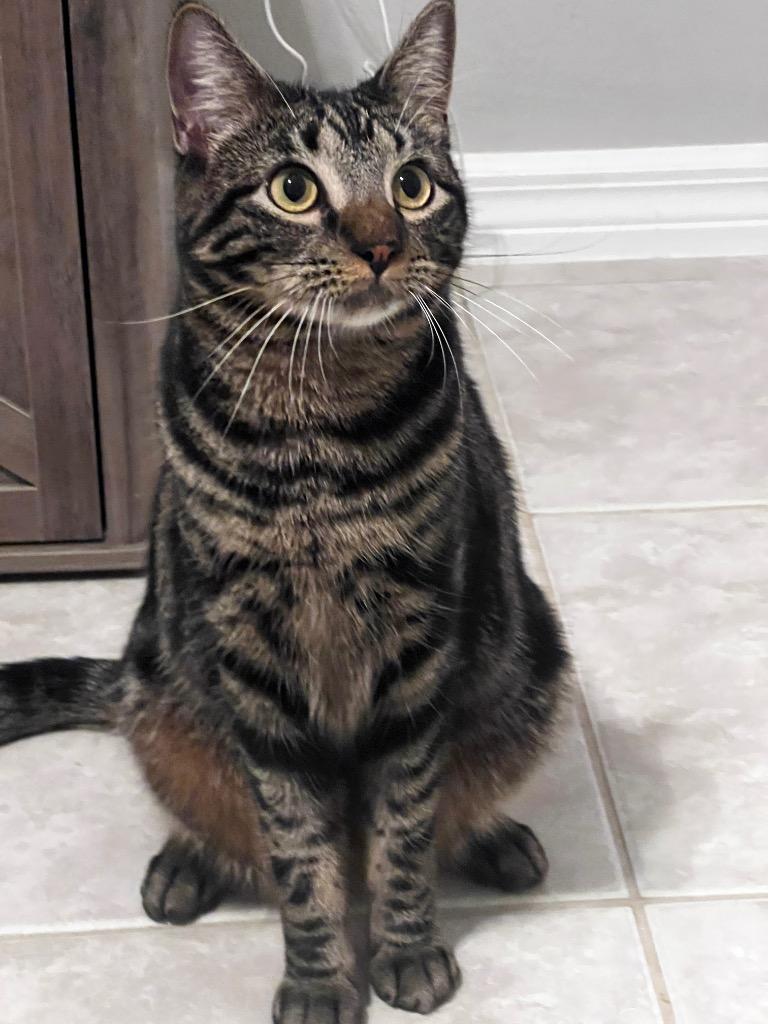 Bobo, a Adoptable mixed breed in New York, NY image 6/6