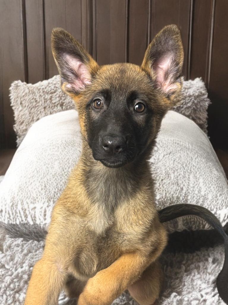 Enlarge Yuna , a ADOPTABLE mixed breed in Fredericksburg, VA image 2/4
