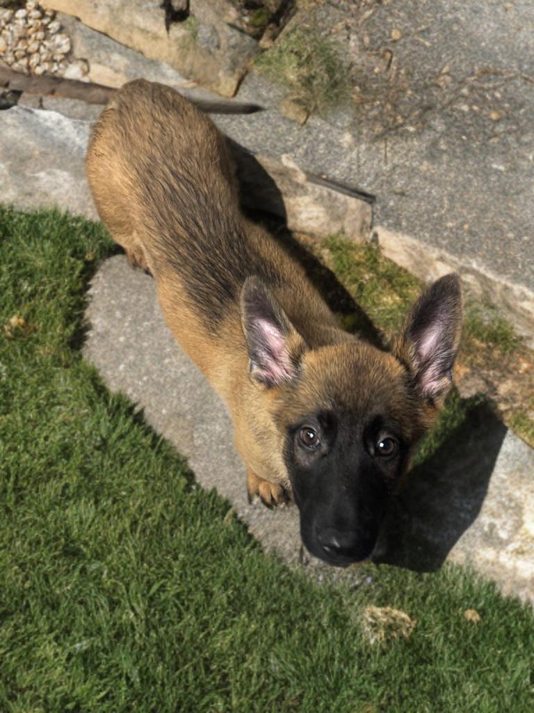Enlarge Yuna , a ADOPTABLE mixed breed in Fredericksburg, VA image 3/4