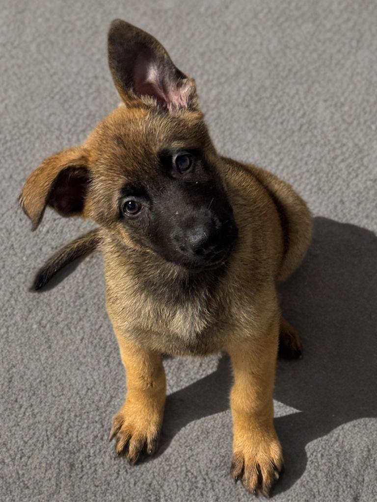 Enlarge Yuna , a ADOPTABLE mixed breed in Fredericksburg, VA image 4/4