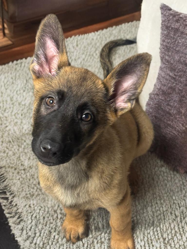Enlarge Yuna , a ADOPTABLE mixed breed in Fredericksburg, VA image 1/4