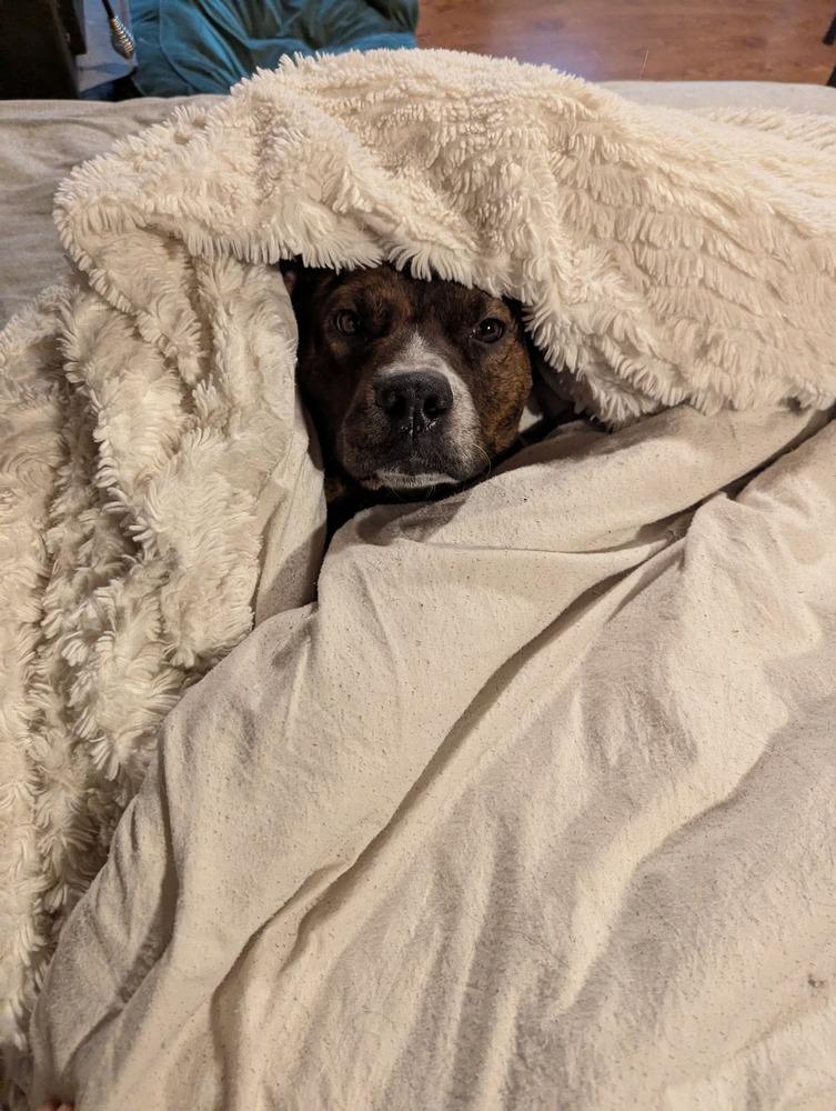 Red Rover #BAC-A-139895 💜 🇨🇦, Adoptable, Adult Male Mountain Cur.