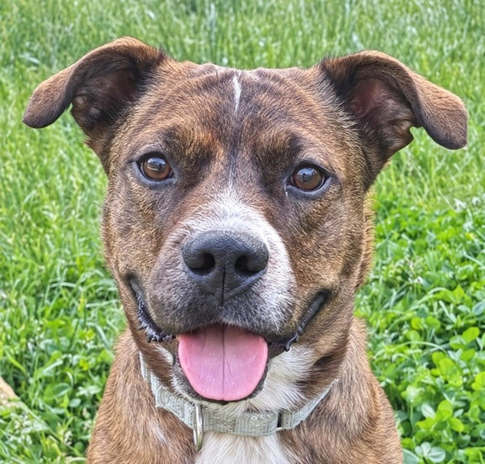 Red Rover #BAC-A-139895 💜 🇨🇦, Adoptable, Adult Male Mountain Cur.