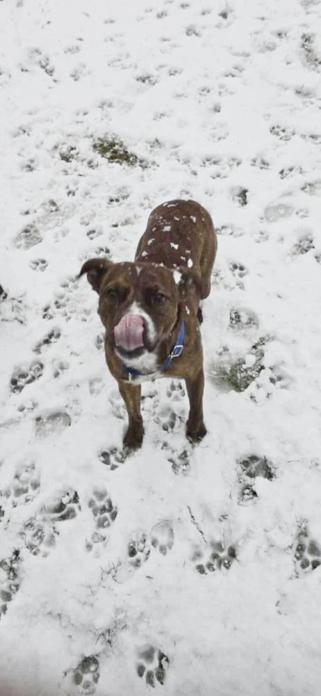 Red Rover #BAC-A-139895 💜 🇨🇦, Adoptable, Adult Male Mountain Cur.