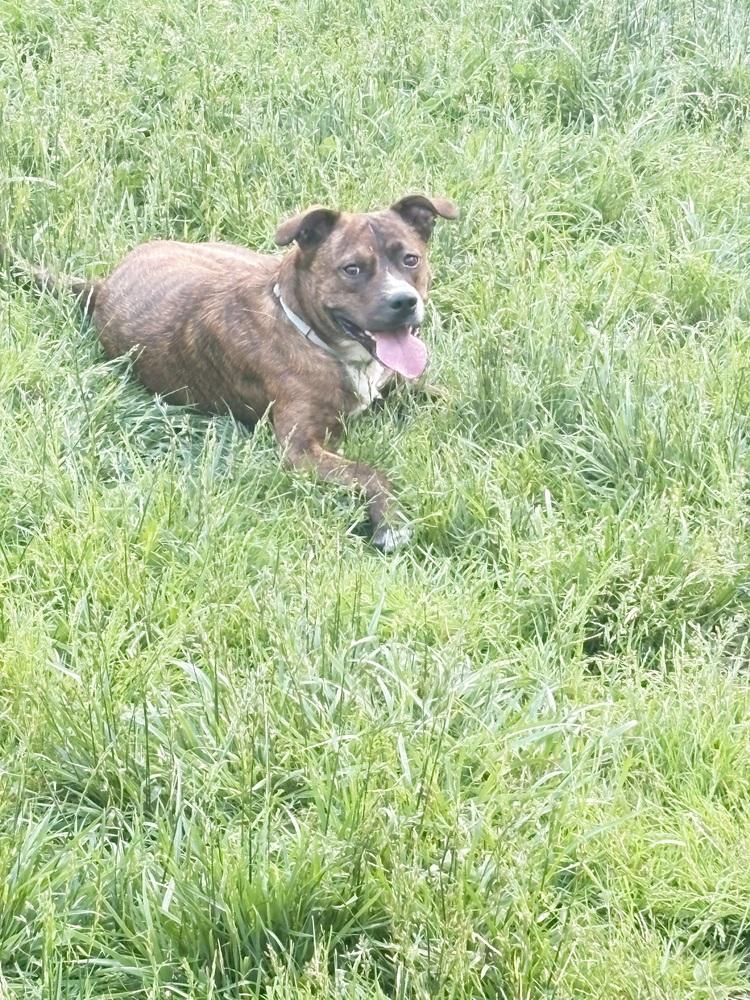 Red Rover #BAC-A-139895 💜 🇨🇦, Adoptable, Adult Male Mountain Cur.