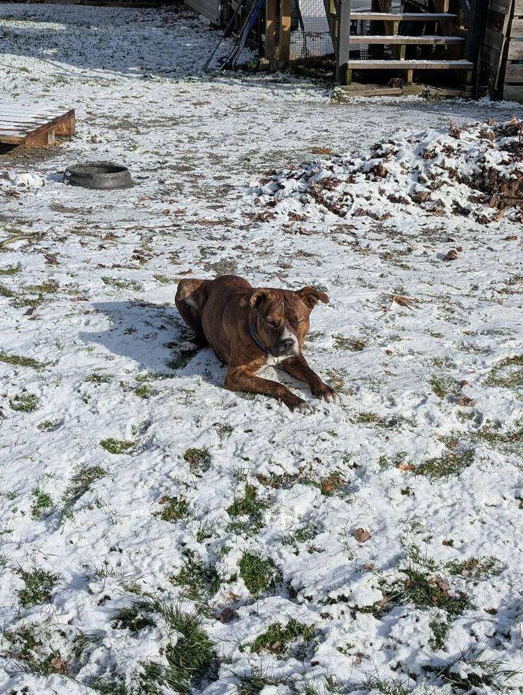 Red Rover #BAC-A-139895 💜 🇨🇦, Adoptable, Adult Male Mountain Cur.