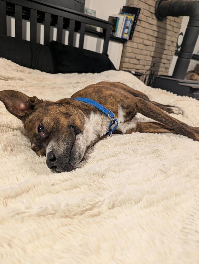 Red Rover #BAC-A-139895 π π¨π¦, Adoptable, Adult Male Mountain Cur.