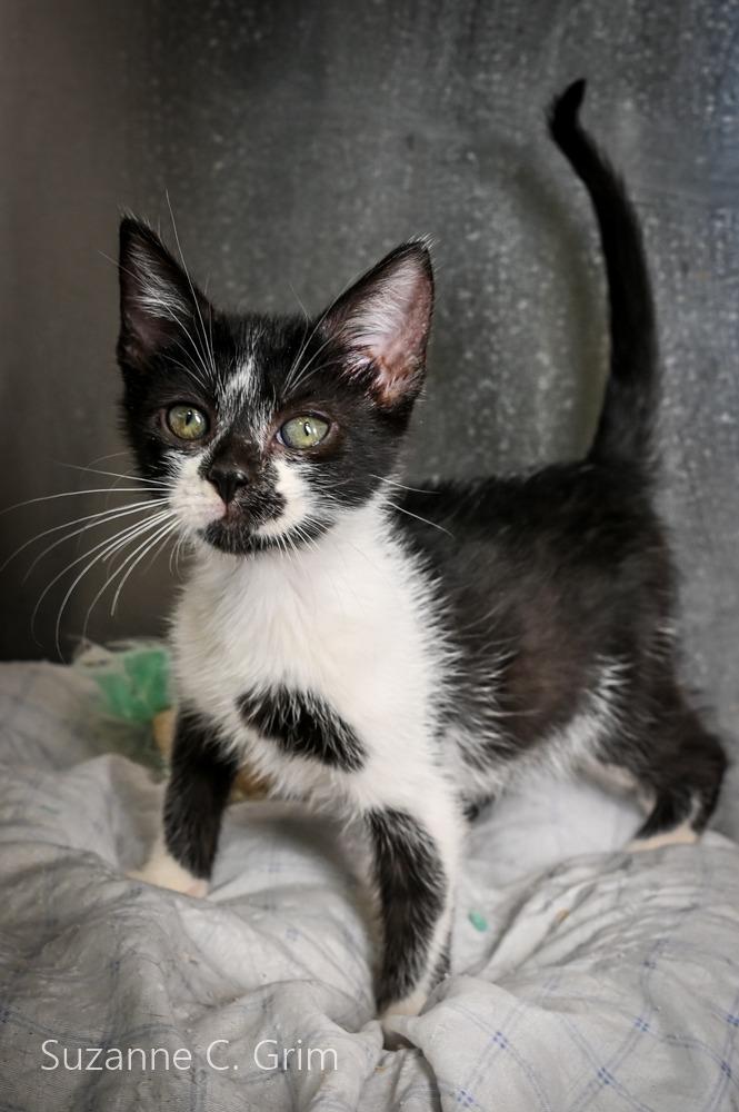 Richi, Adoptable, Kitten Female Domestic Short Hair.