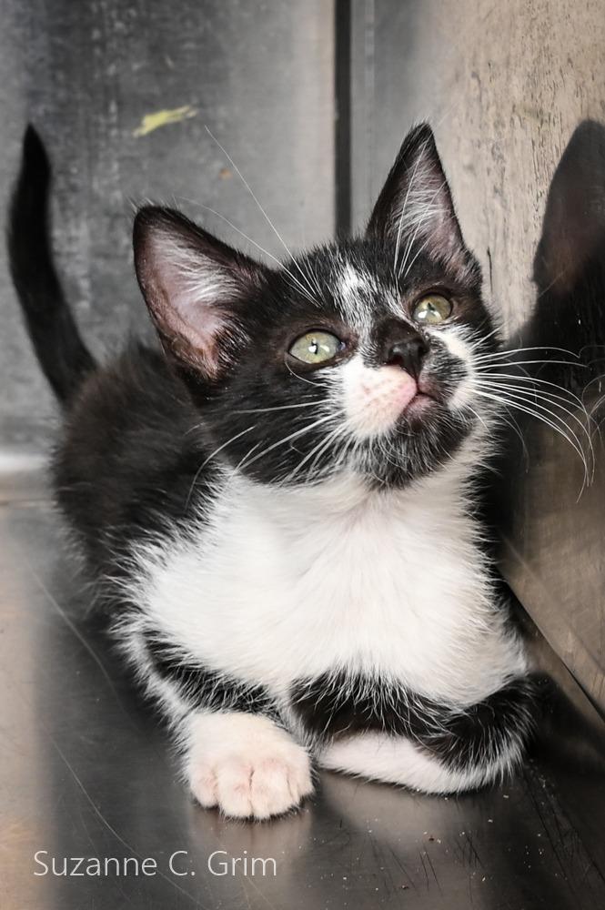Enlarge Richi, a Adoptable mixed breed in New Orleans, LA image 2/4