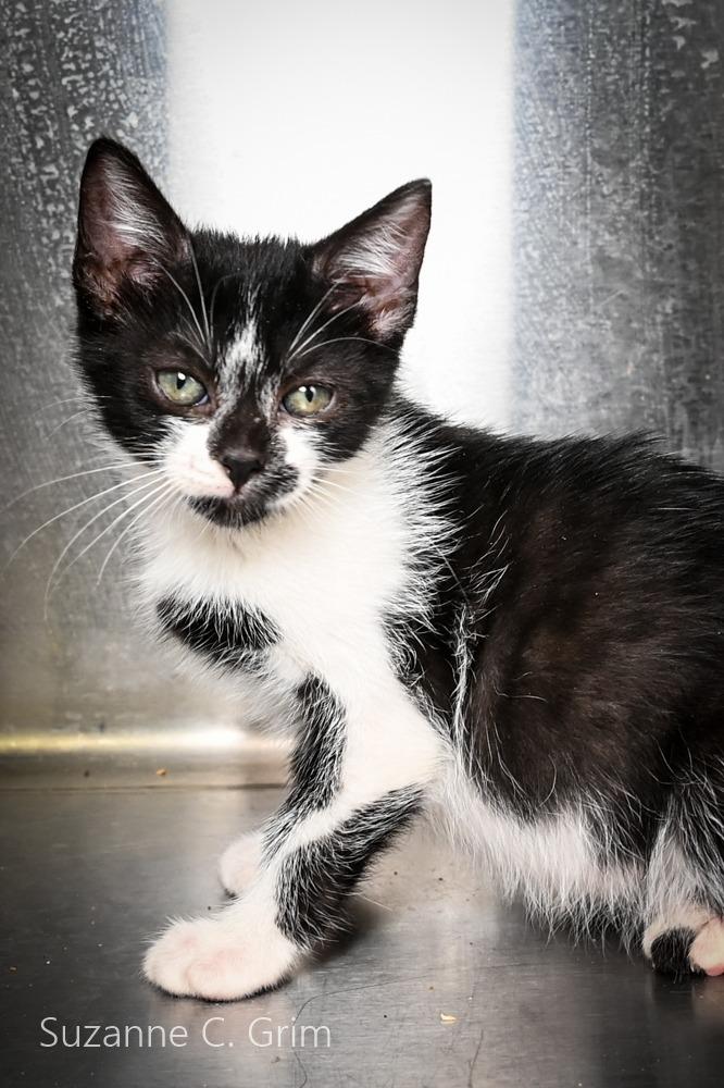Enlarge Richi, a Adoptable mixed breed in New Orleans, LA image 3/4