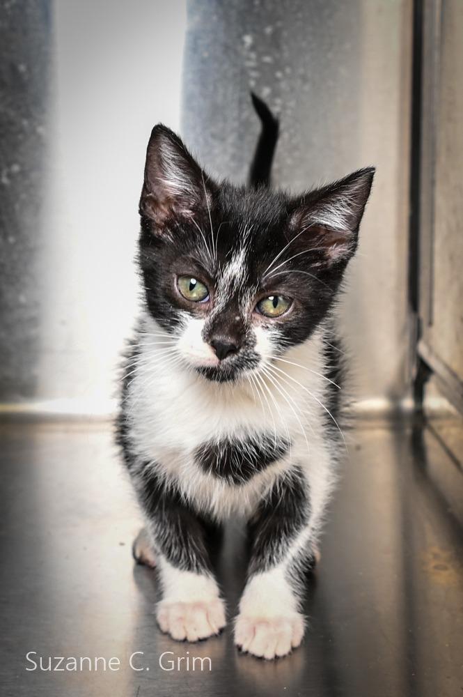 Enlarge Richi, a Adoptable mixed breed in New Orleans, LA image 4/4