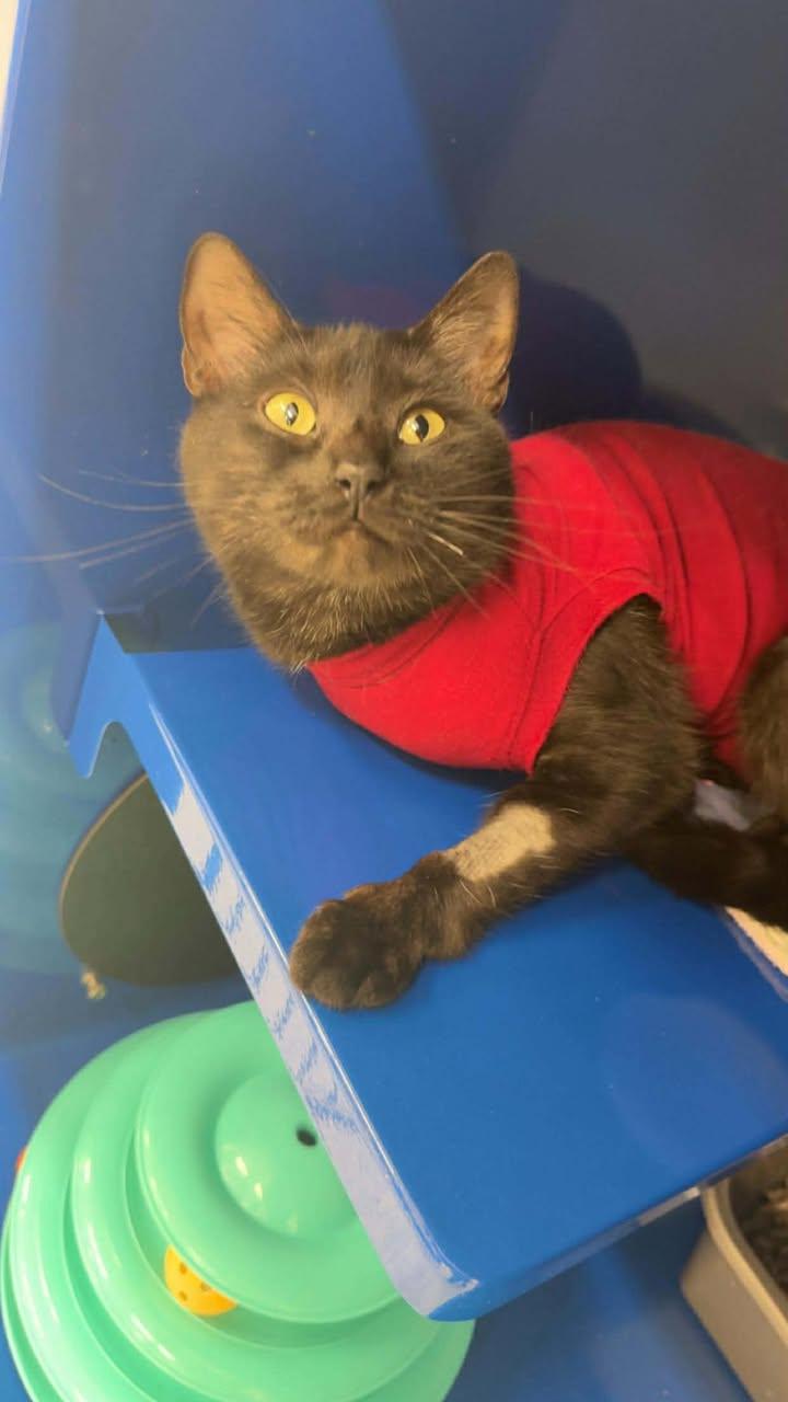 Enlarge Midnight, an adopted Domestic Short Hair in Cherryfield, ME image 1/1