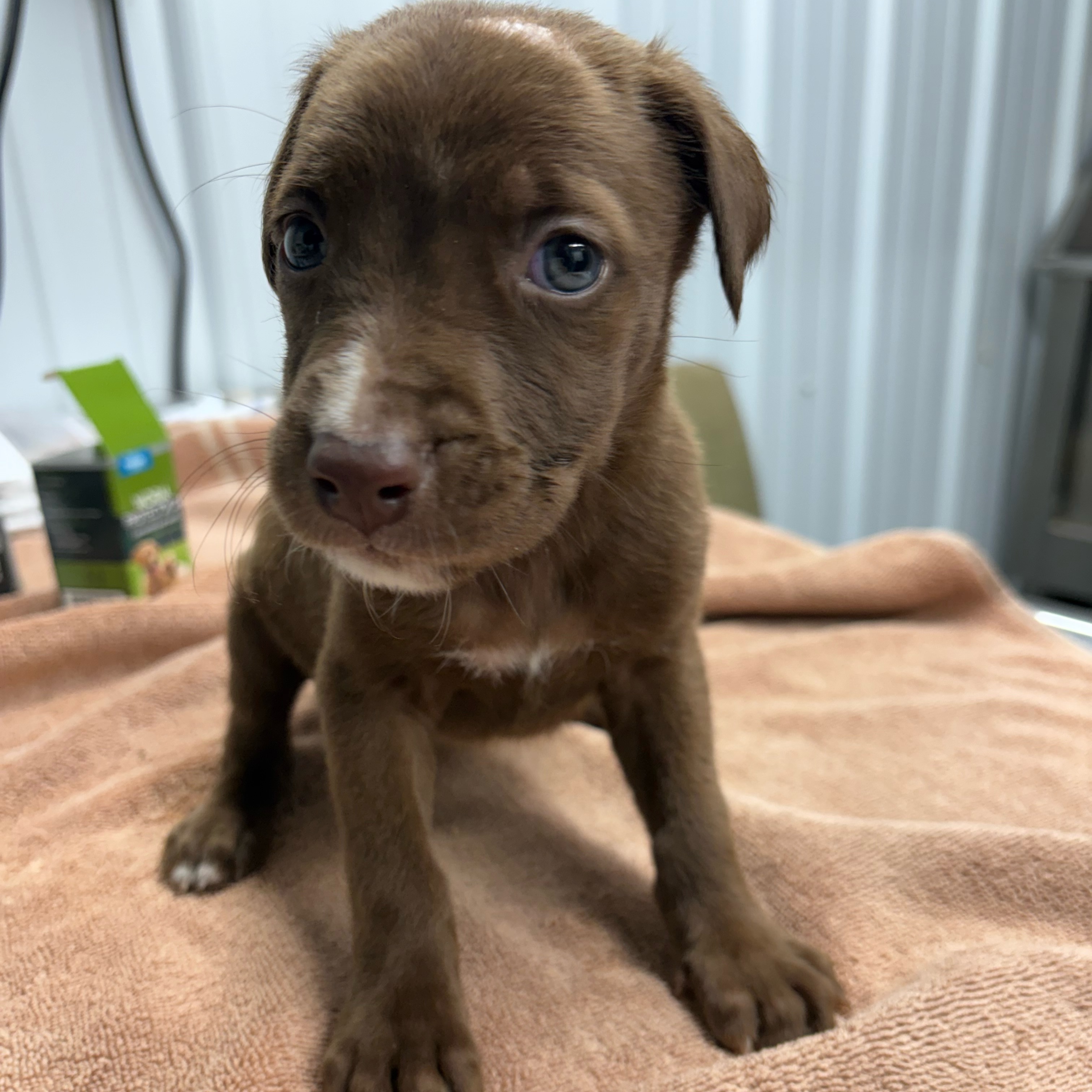 Dog for adoption Pumpkin Patch, a Doberman Pinscher & Beagle Mix in