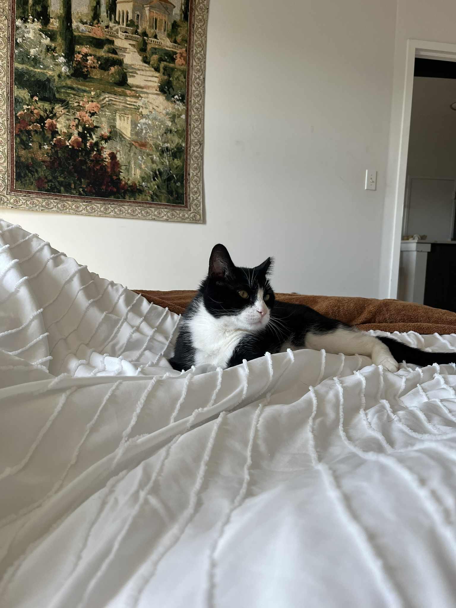 Enlarge Langston, a Adoptable mixed breed in Westville, NJ image 5/6